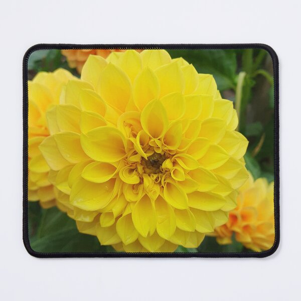 Item preview, Yellow Dahlias 3 designed and sold by Claire L Page Photography.