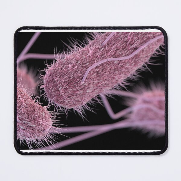 Item preview, STK701470H-3D Salmonella serotype Typhi bacteria. designed and sold by StocktrekImages.