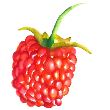 Artwork thumbnail, Juicy Red Raspberry by Marie W