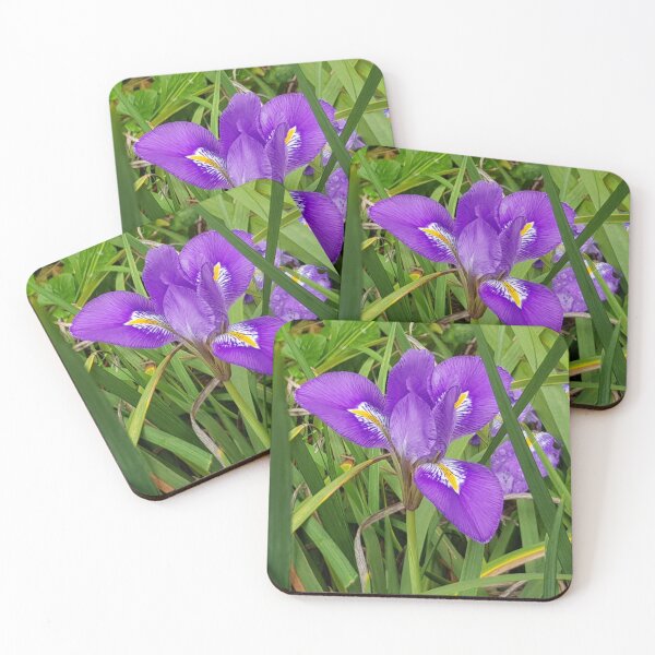 Artikelvorschau, Algerische Iris entworfen und verkauft von Claire L Page Photography.