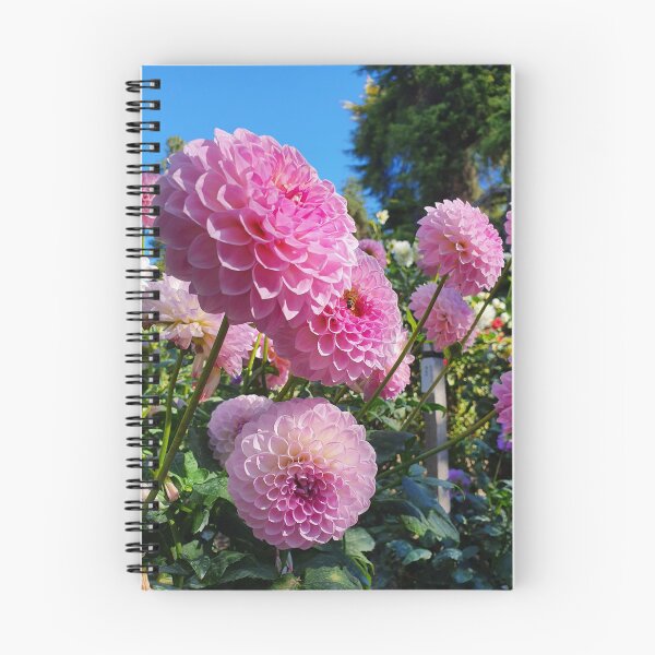 Item preview, Delightful Pink Dahlias designed and sold by Claire L Page Photography.