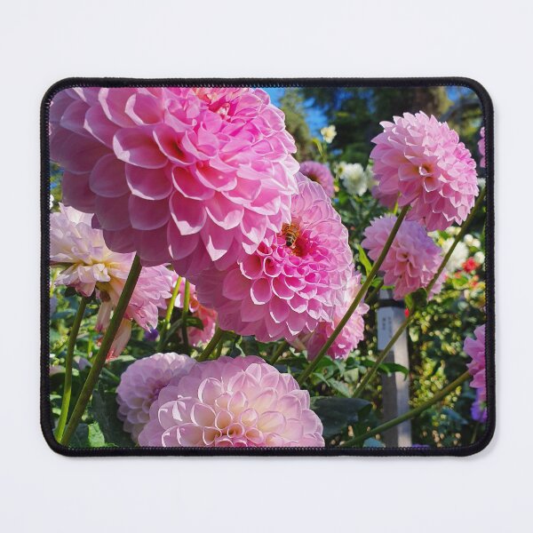 Item preview, Delightful Pink Dahlias designed and sold by Claire L Page Photography.