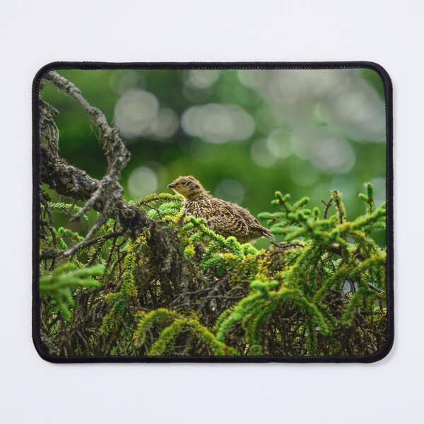 Item preview, Baby Spruce Grouse Chick - Kenai Peninsula, Alaska designed and sold by AlsknMommaBear2.