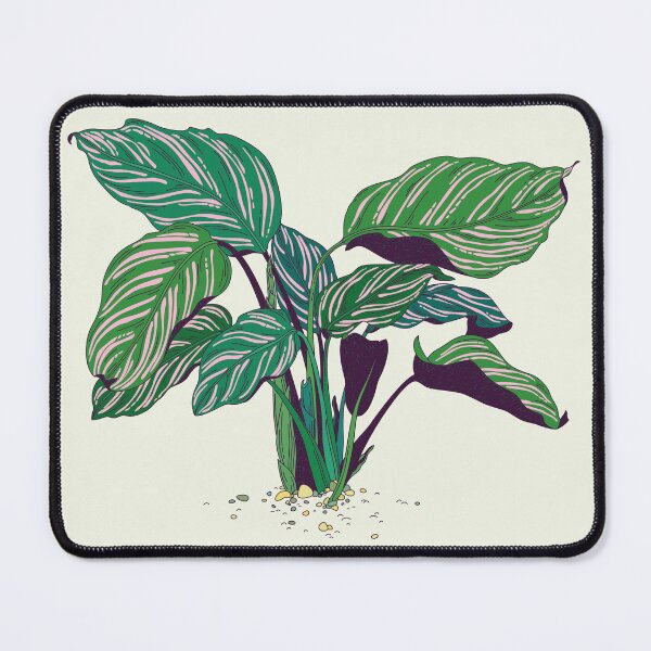 Item preview, Calathea Ornata designed and sold by achtung-ein.