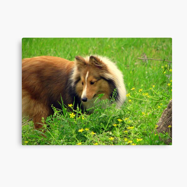 What Pretty Wildflowers! Canvas Print