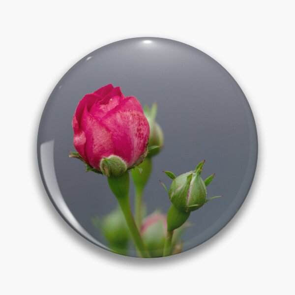 Item preview, Portrait of Rose buds designed and sold by GuruKde.