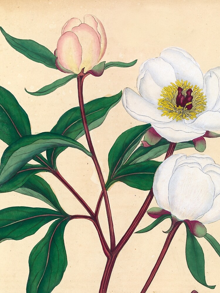 Botanical illustration: Peonies by Henry Charles Andrews – State Library Victoria by StateLibraryVic