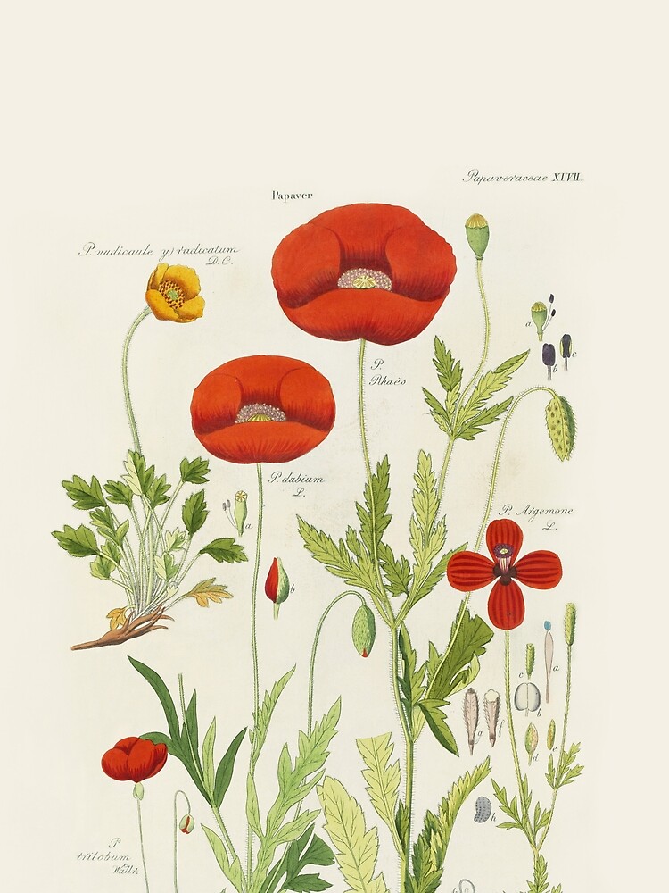 Botanical illustration: Poppy by David Dietrich – State Library Victoria by StateLibraryVic