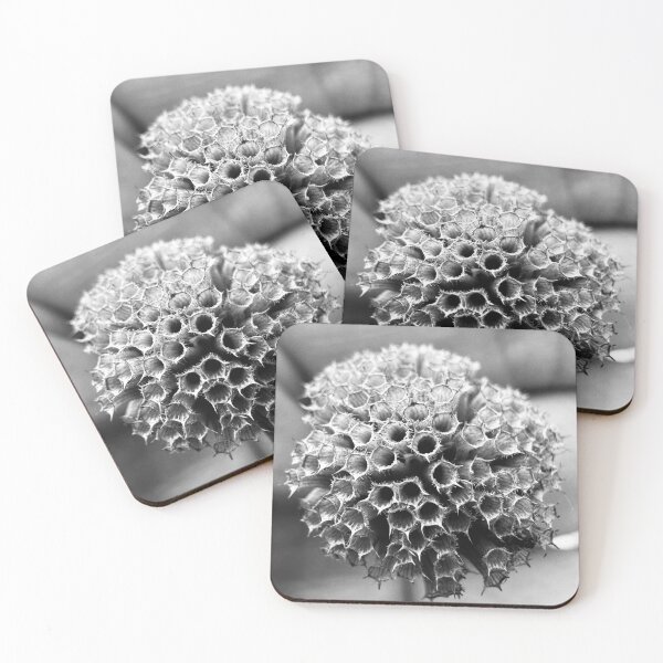 Item preview, Dried Wild Bergamot Seed Head Black and White designed and sold by Ortwork.