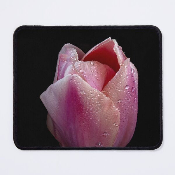 Item preview, Pink Tulip Perfection with Water Drops designed and sold by Betty Sederquist.
