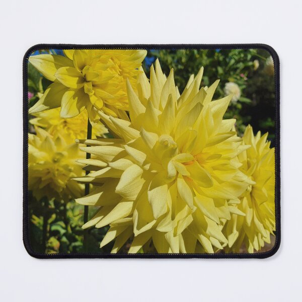 Item preview, Yellow Dahlias designed and sold by Claire L Page Photography.