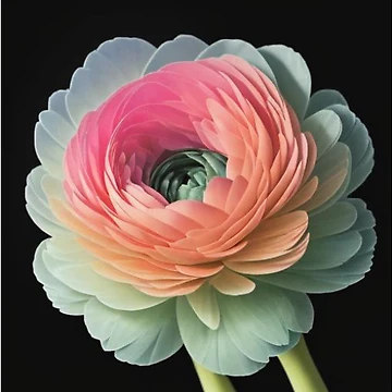 Artwork thumbnail, 33-Ranunculus by TJFD