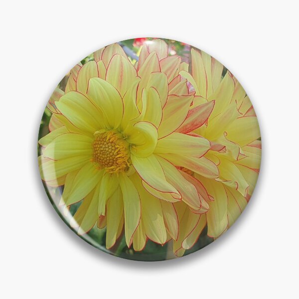 Item preview, Yellow and Red Dahlias designed and sold by Claire L Page Photography.