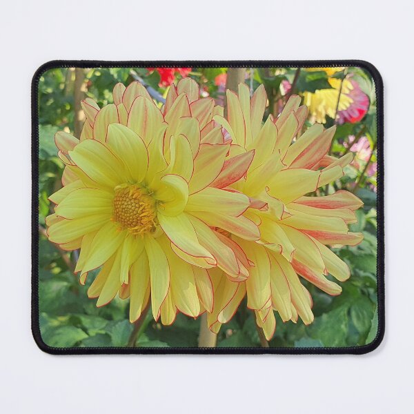 Item preview, Yellow and Red Dahlias designed and sold by Claire L Page Photography.