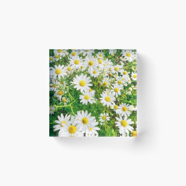Item preview, Sea Mayweed Blossoms in Garden designed and sold by Marco Sales.
