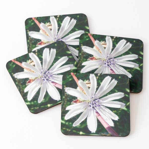 Item preview, Chicory White Flower designed and sold by Marco Sales.