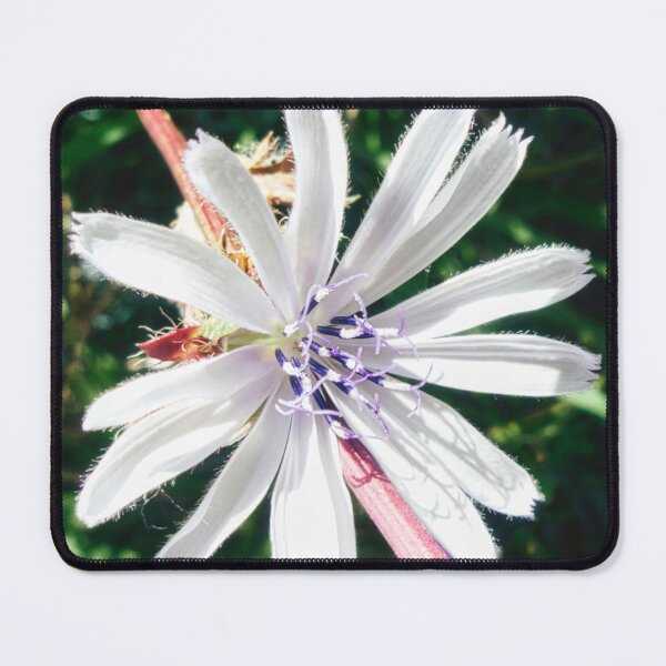 Item preview, Chicory White Flower designed and sold by Marco Sales.