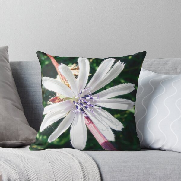 Item preview, Chicory White Flower designed and sold by Marco Sales.