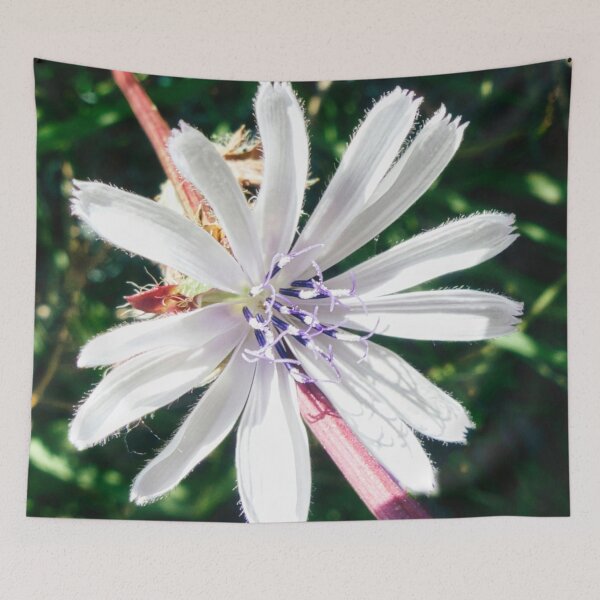 Item preview, Chicory White Flower designed and sold by Marco Sales.