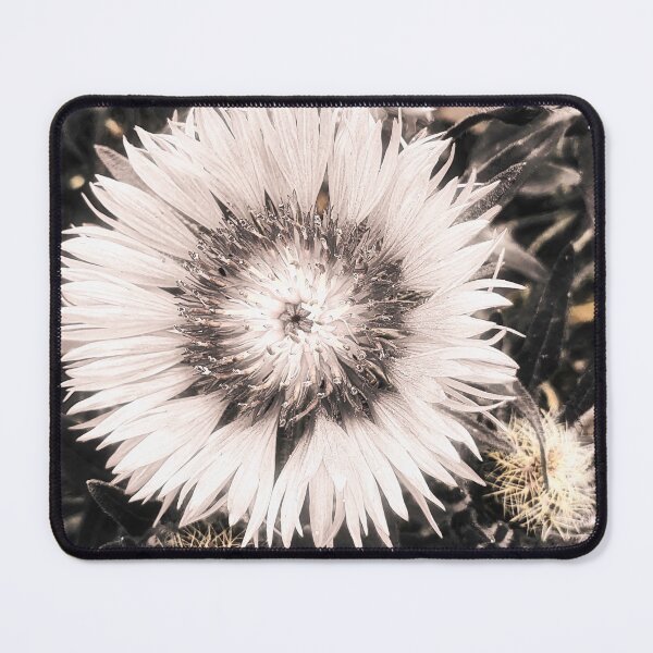 Item preview, Centaurea Pullata Bloom designed and sold by Marco Sales.