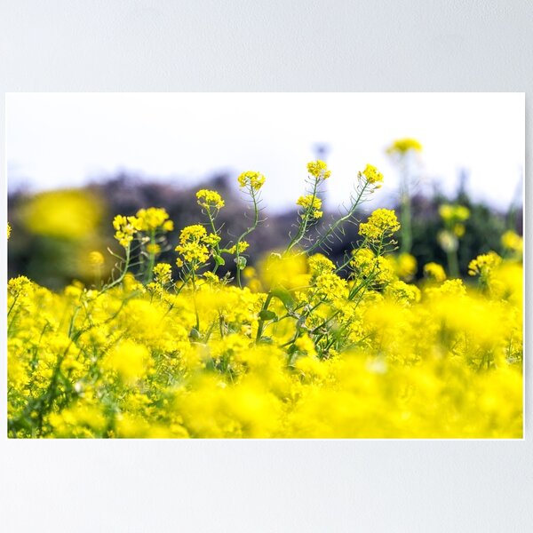 Item preview, Jeju Canola Flower Field designed and sold by aaronchoi.