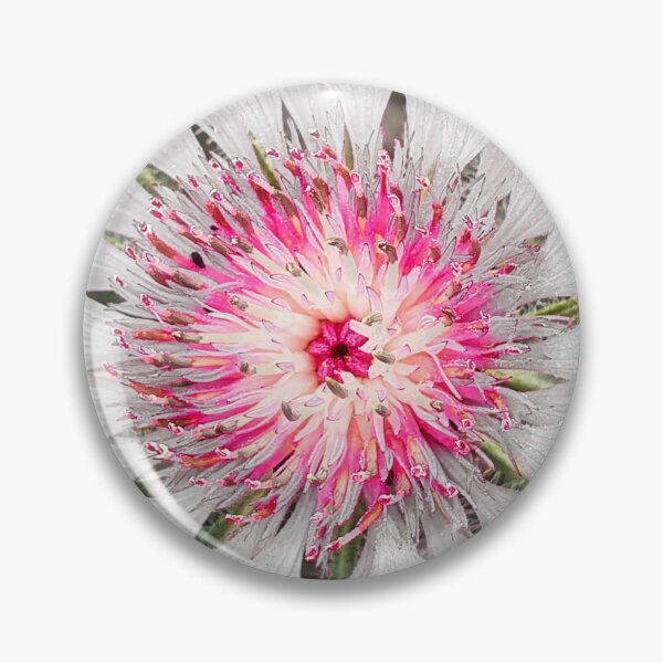 Item preview, Centaurea Pullata Flower designed and sold by Marco Sales.