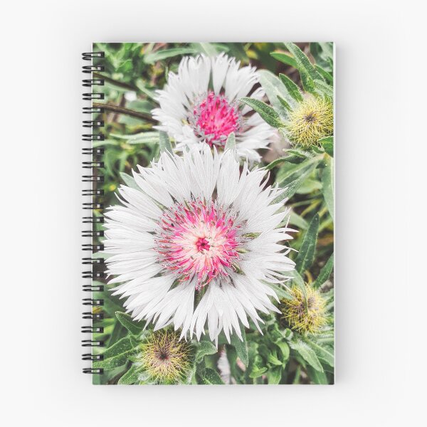 Item preview, Centaurea Pullata Flower designed and sold by Marco Sales.