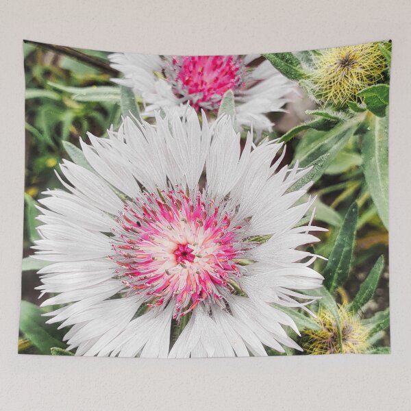 Item preview, Centaurea Pullata Flower designed and sold by Marco Sales.