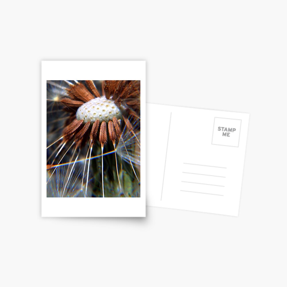 3 o,clock Postcard