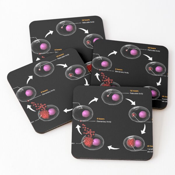 Item preview, STK701505H-Life cycle of Chlamydia psittaci. designed and sold by StocktrekImages.