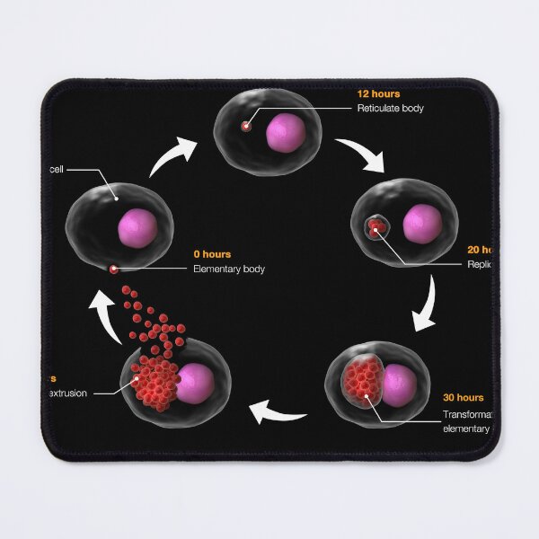 Item preview, STK701505H-Life cycle of Chlamydia psittaci. designed and sold by StocktrekImages.