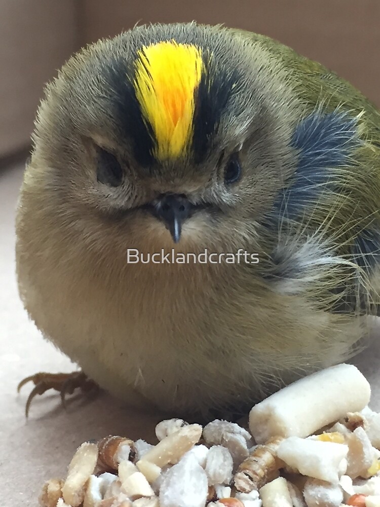 Little King, The goldcrest is called the king of the birds…