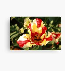 Cape Cod Tulip Canvas Print
