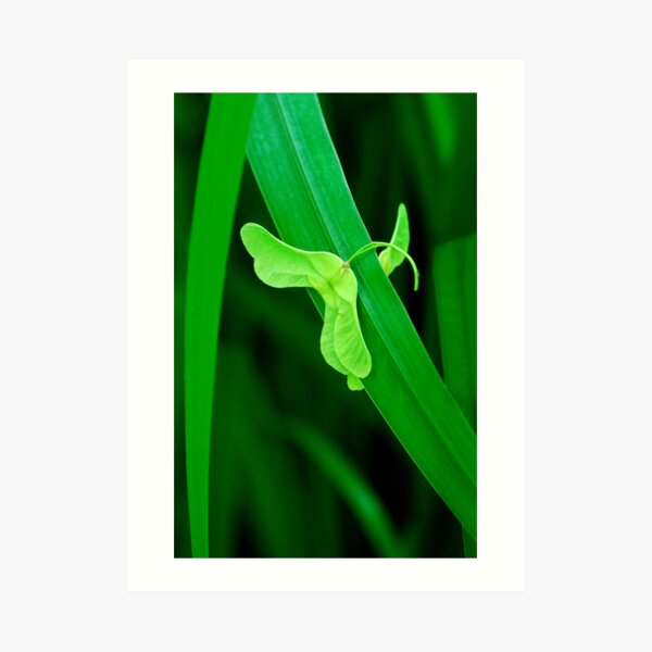 Caught Up Art Print