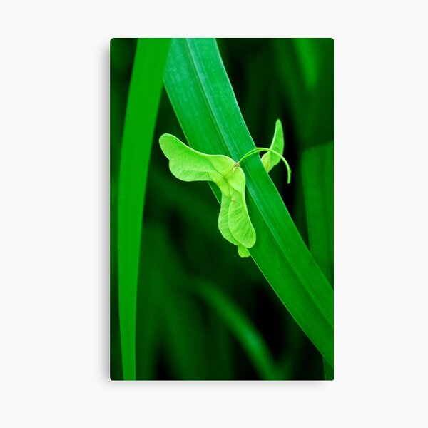 Caught Up Canvas Print