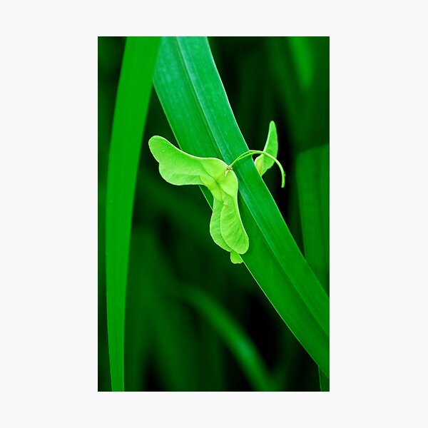 Caught Up Photographic Print