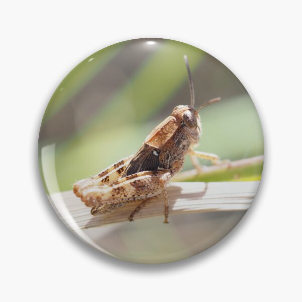 Item preview, Little grasshopper on a stalk designed and sold by Syr'photographies.