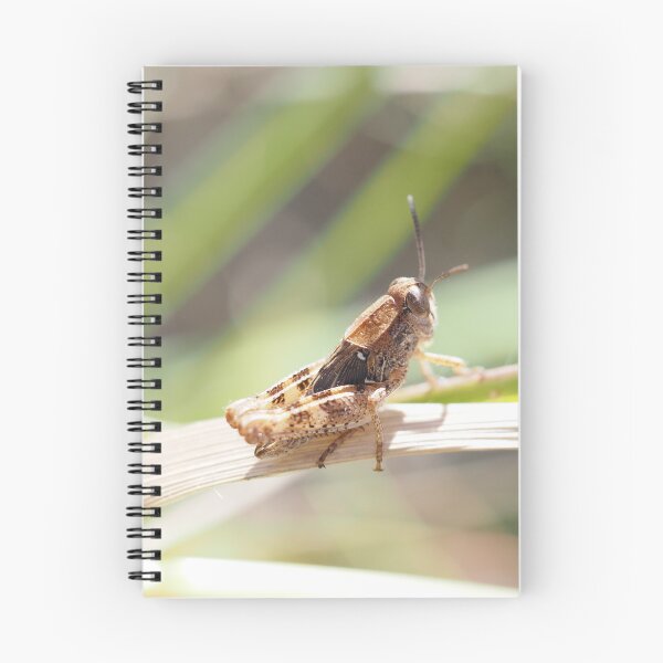 Item preview, Little grasshopper on a stalk designed and sold by Syr'photographies.