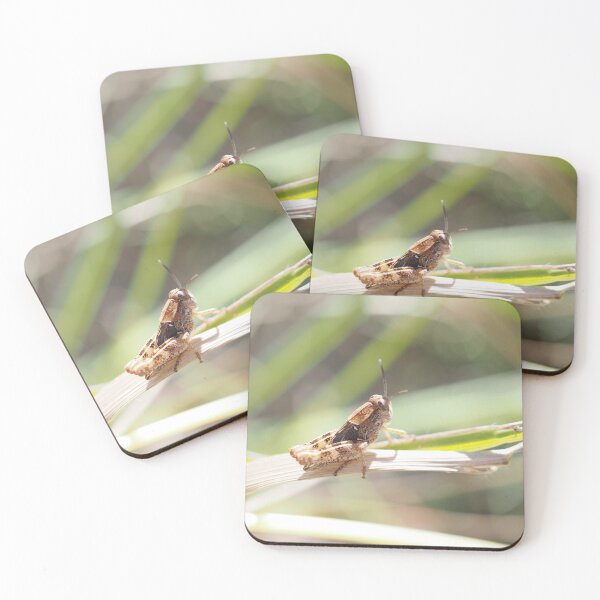 Item preview, Little grasshopper on a stalk designed and sold by Syr'photographies.