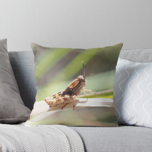 Item preview, Little grasshopper on a stalk designed and sold by Syr'photographies.