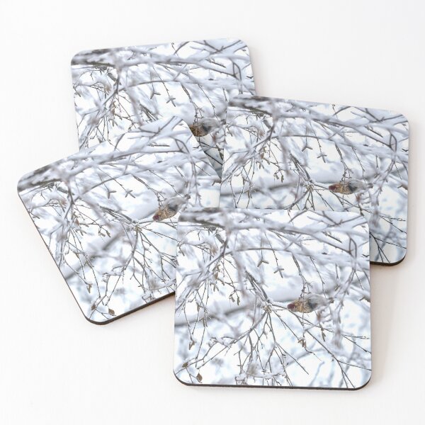 Item preview, Birch catkins oh yeah. Mealy redpoll designed and sold by Jouko Lehto Photography.