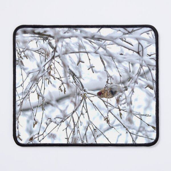 Item preview, Birch catkins oh yeah. Mealy redpoll designed and sold by Jouko Lehto Photography.