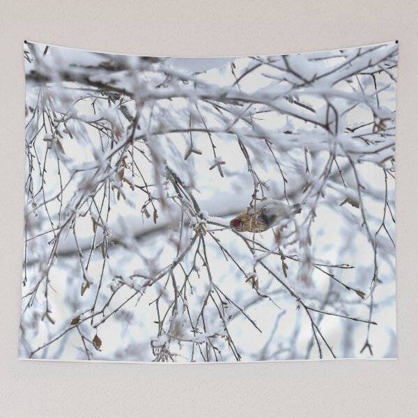 Item preview, Birch catkins oh yeah. Mealy redpoll designed and sold by Jouko Lehto Photography.