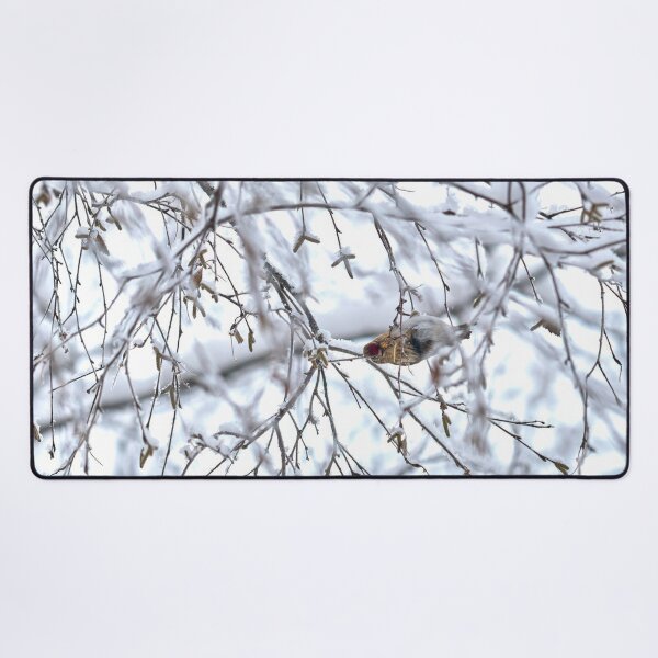 Item preview, Birch catkins oh yeah. Mealy redpoll designed and sold by Jouko Lehto Photography.