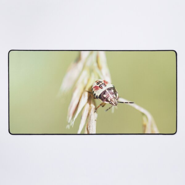Item preview, Stink bug's larva designed and sold by Syr'photographies.