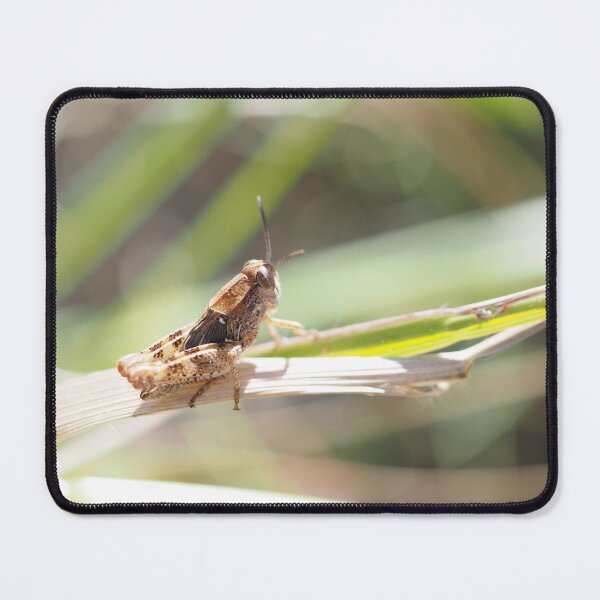 Item preview, Little grasshopper on a stalk designed and sold by Syr'photographies.