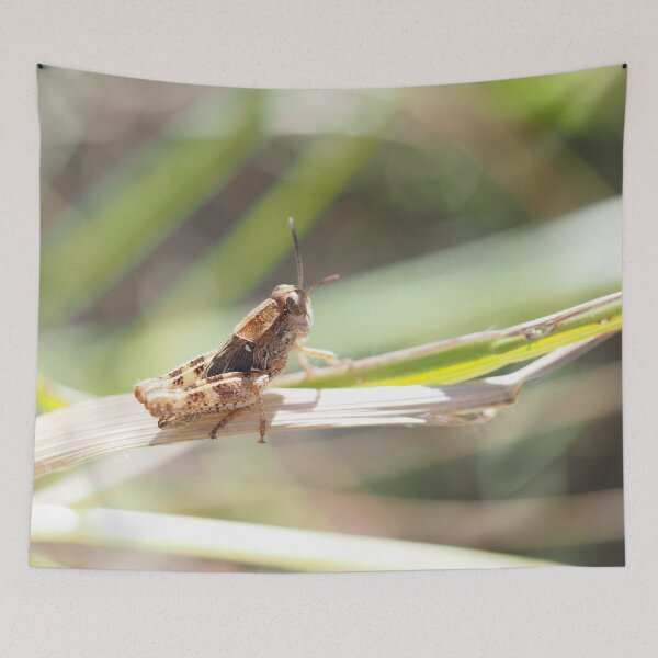 Item preview, Little grasshopper on a stalk designed and sold by Syr'photographies.