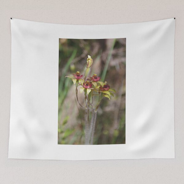 Item preview, Caladenia discoidea (Dancing Spider Orchid) designed and sold by lezvee.
