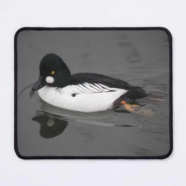 Item preview, Common Goldeneye Duck Reflection on Water Photograph designed and sold by naturegallery.