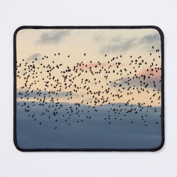 Item preview, Starling flock at sunset designed and sold by GreyFeatherPhot.